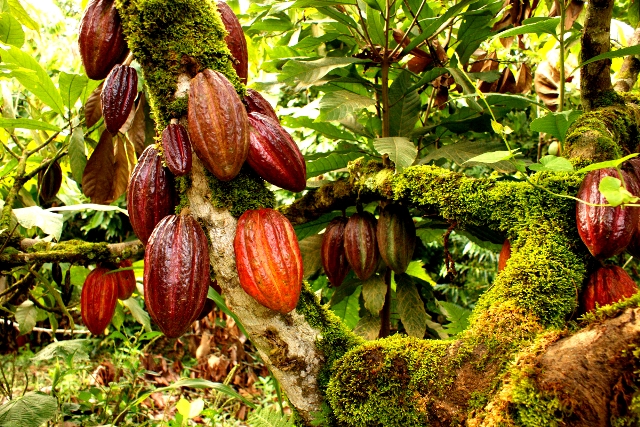 A-Cocoa-Plantation